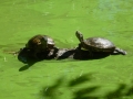 NY_Tag_6_  (54)