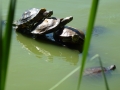 NY_Tag_6_  (56)